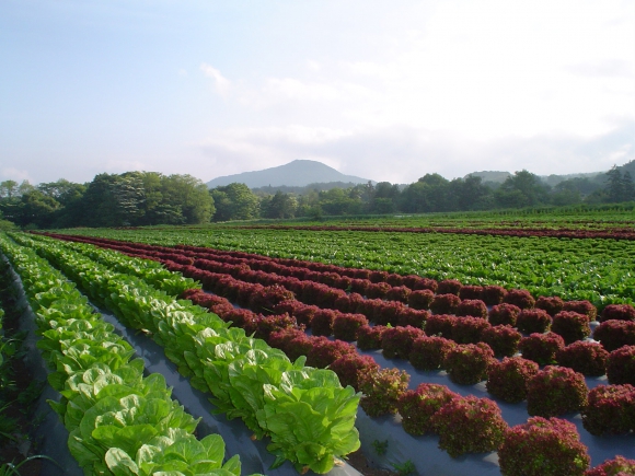 群馬県にあるワタミファーム倉渕農場。レタスやキャベツなど、葉物や高原野菜の栽培を行う