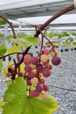 ソーラーシェアリングで栽培しているブドウ